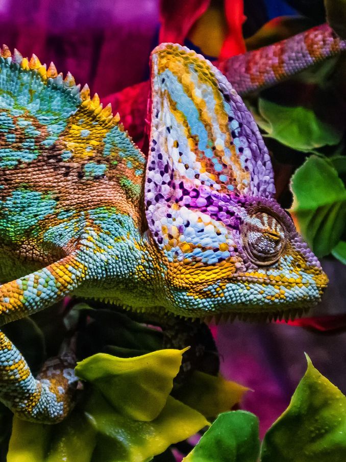 Exhibition of terrarium animals in Uzhhorod